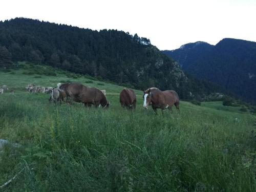 Cal Pedrals, Puigcerdà (Foto 8)