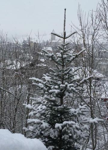  Max ´s Siusi Apartement in Seis am Schlern