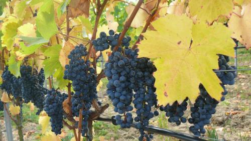 Weingut Herbert Kram - image 8
