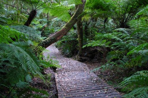 Forest Edge Forest Edge