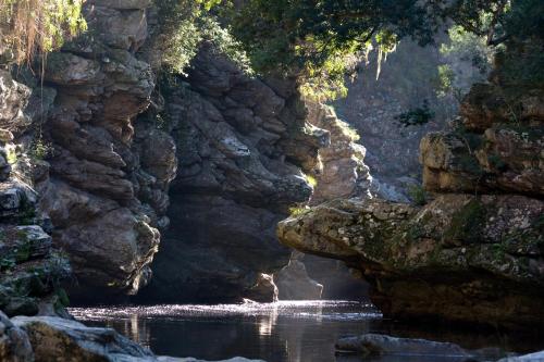 Forest Edge Forest Edge