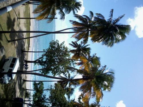 Palm View in Лаборі