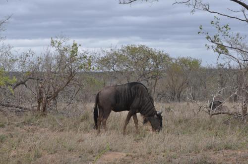 Hazyview Buffalo Game Lodge