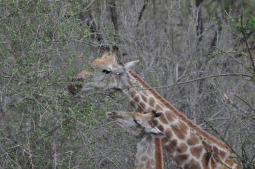 Hazyview Buffalo Game Lodge