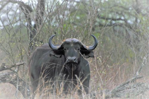 Hazyview Buffalo Game Lodge