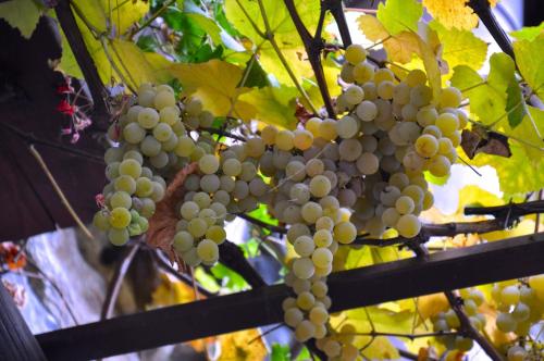 Agriturismo Barcola