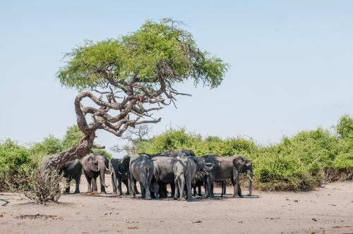 Okavango Lodge