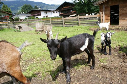 Pension Traube - image 13