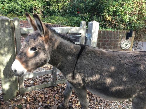 Oak Tree Cottage, Charming, Rural New Forest Home