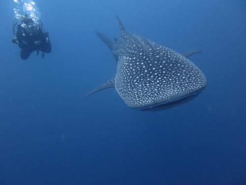 South Ari Dive Center