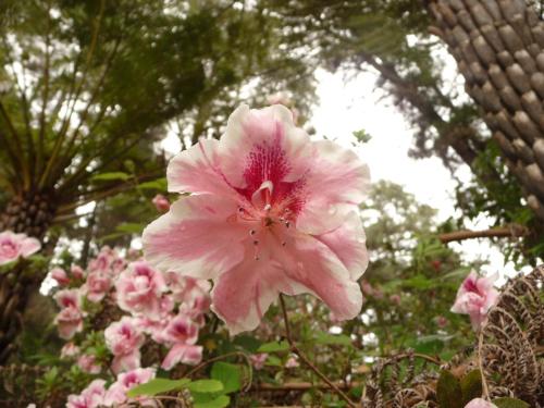 LAKEVIEW ON SYCAMORE - Apartment - Emerald