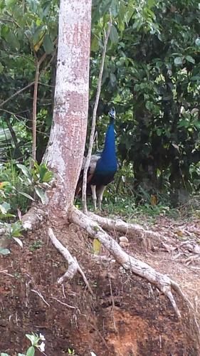 Guruwaththa Eco Lodge - image 5