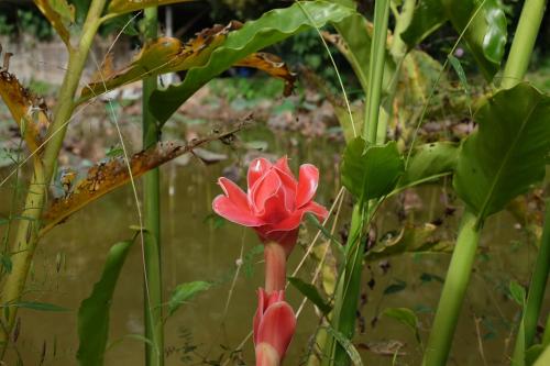 Rai Boonsom Rai Boonsom