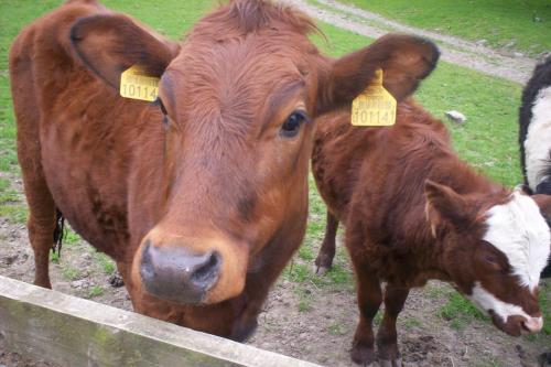 Ullathorns Farm in Middleton (Cumbria)