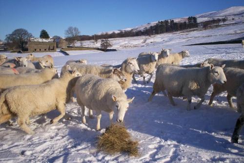 Ullathorns Farm in Middleton (Cumbria)