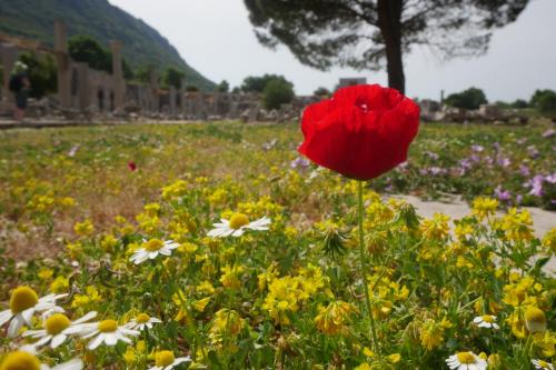 Nilya Hotel - image 5