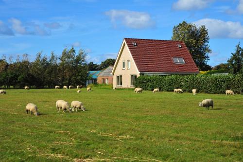 Witte Weelde Texel - image 4