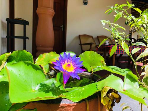 Sigiriya Nature Villa Lodge