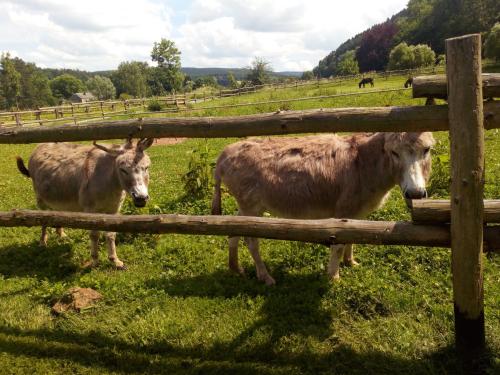 Couettes et Picotin in Roche-a-Frene