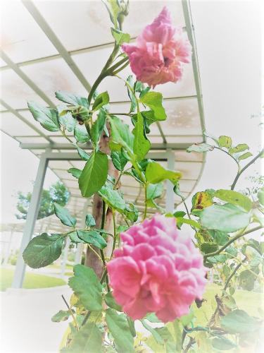 The White Garden Premier Saraburi in Saraburi