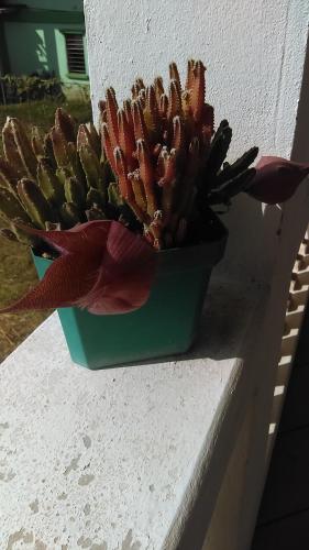 Don Santiago Guesthouse Downtown