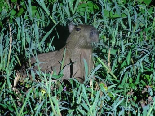 Yaku Amazon Lodge & Expeditions