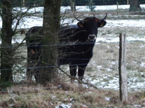 Vosseven 78 Melde - image 7