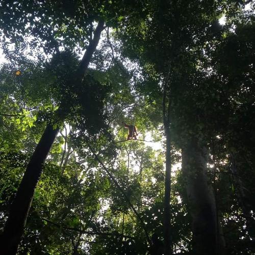 green forest tangkahan