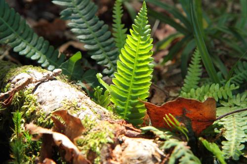 Hotel Eco Salvador - image 13