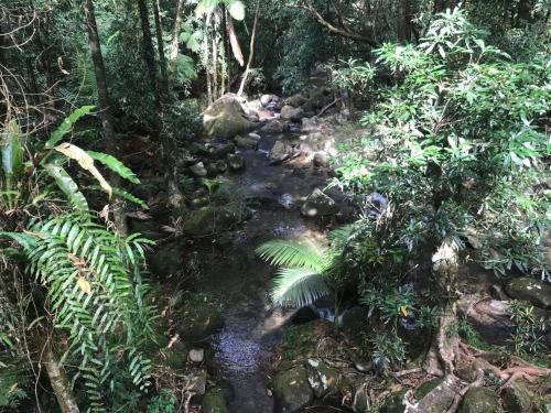 Daintree Secrets Rainforest Sanctuary