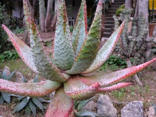 Hostal Catalina Vera - main image