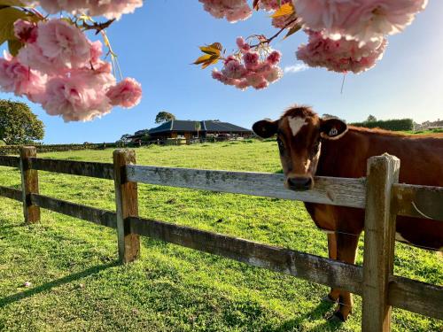 Heaven's Rest B&B - Accommodation - Pukekohe East