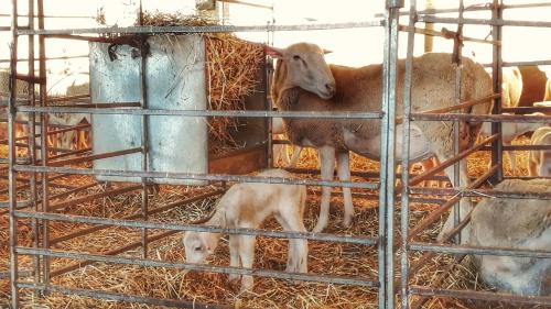 BanastónEra BanastónEra