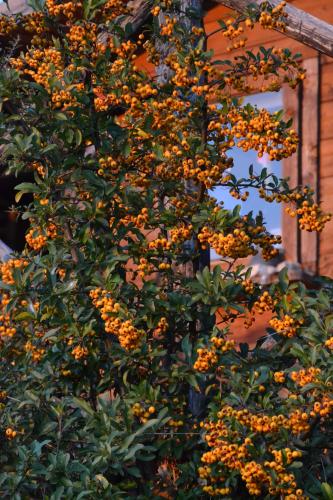 B&B Villa Delle Rose – Assisi, CT