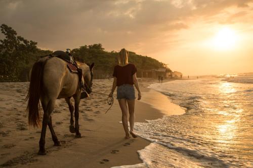 Dreamer Palomino