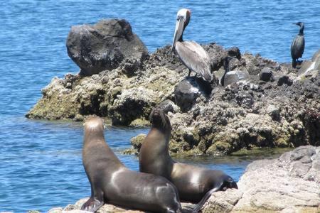 Island Adventures aboard 70' sailing cruiser - Baja, Mexico