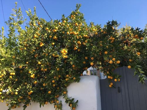 حديقة, Garden Village House in Pythagorio-Hora, Samos Island in أخرى
