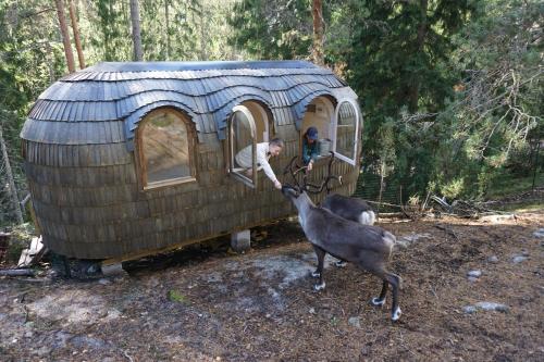 Igluhut – Sleep with reindeer - image 8