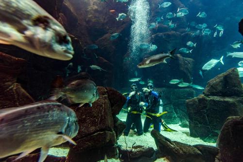 Aqua Natura Madeira 自然水马德拉图片