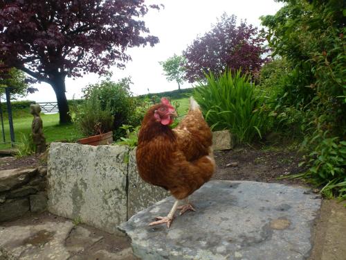 Kidwelly Farmhouse