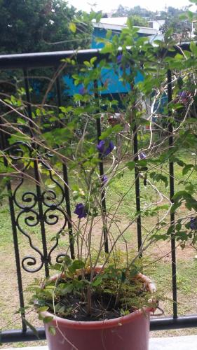 Don Santiago Guesthouse Downtown