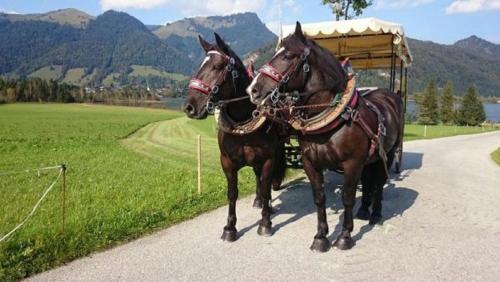 Reitanlage Dagnhof - image 2