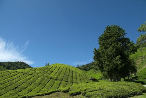 Cameron Highlands Resort - Small Luxury Hotels of the World