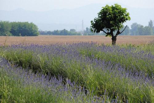 Fondo Brugarolo