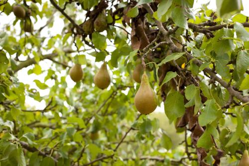 The Pear Tree Inn & Country Hotel - main image