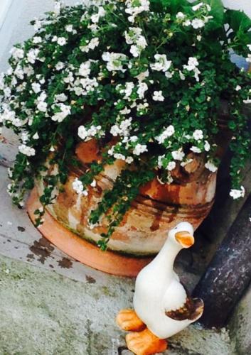 Papere e Tulipani