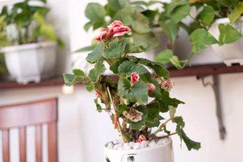 Miss Ten Homestay, Hội An (Foto 4)