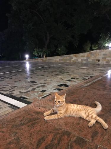 旭日山庄民宿  旭日山庄民宿