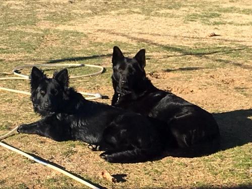 ALPINE COUNTRY MOTEL plus FREE COFFEE in คูม่า