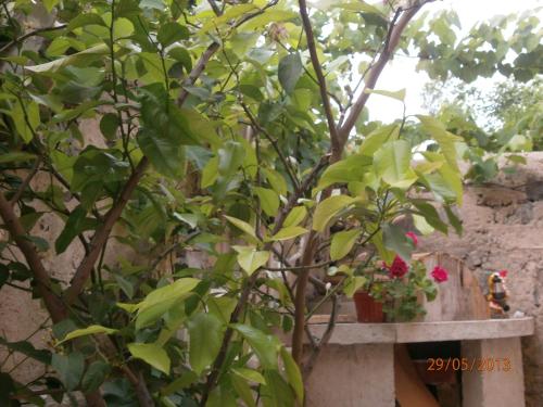 Kupenova Guest House - image 4